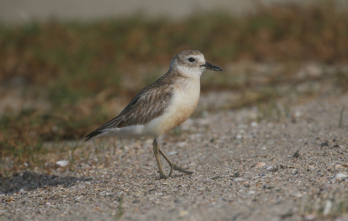 Red-breasted Dotterel (Northern) - ML627721232