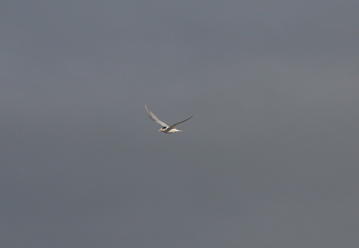 Australian Fairy Tern - ML627721237