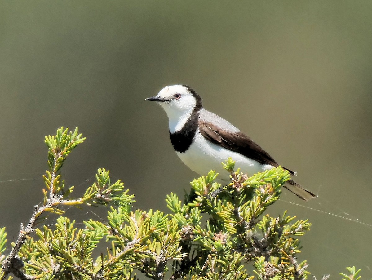 White-fronted Chat - ML627721252