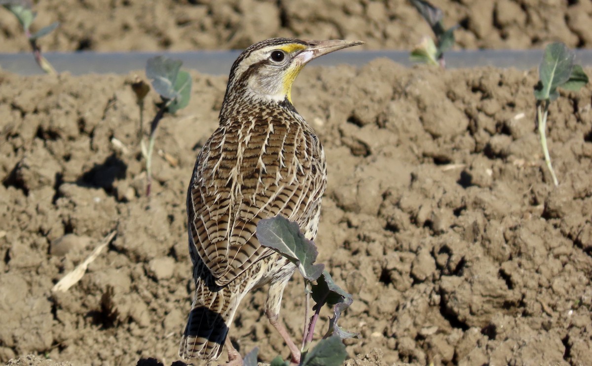 Western Meadowlark - ML627721284