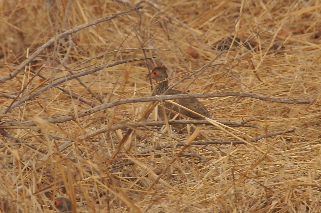 Swainson's Spurfowl - ML627721308