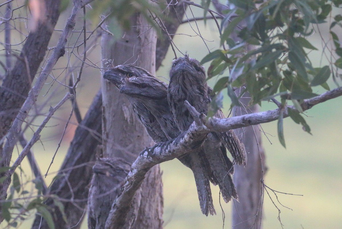 Tawny Frogmouth - ML627721326