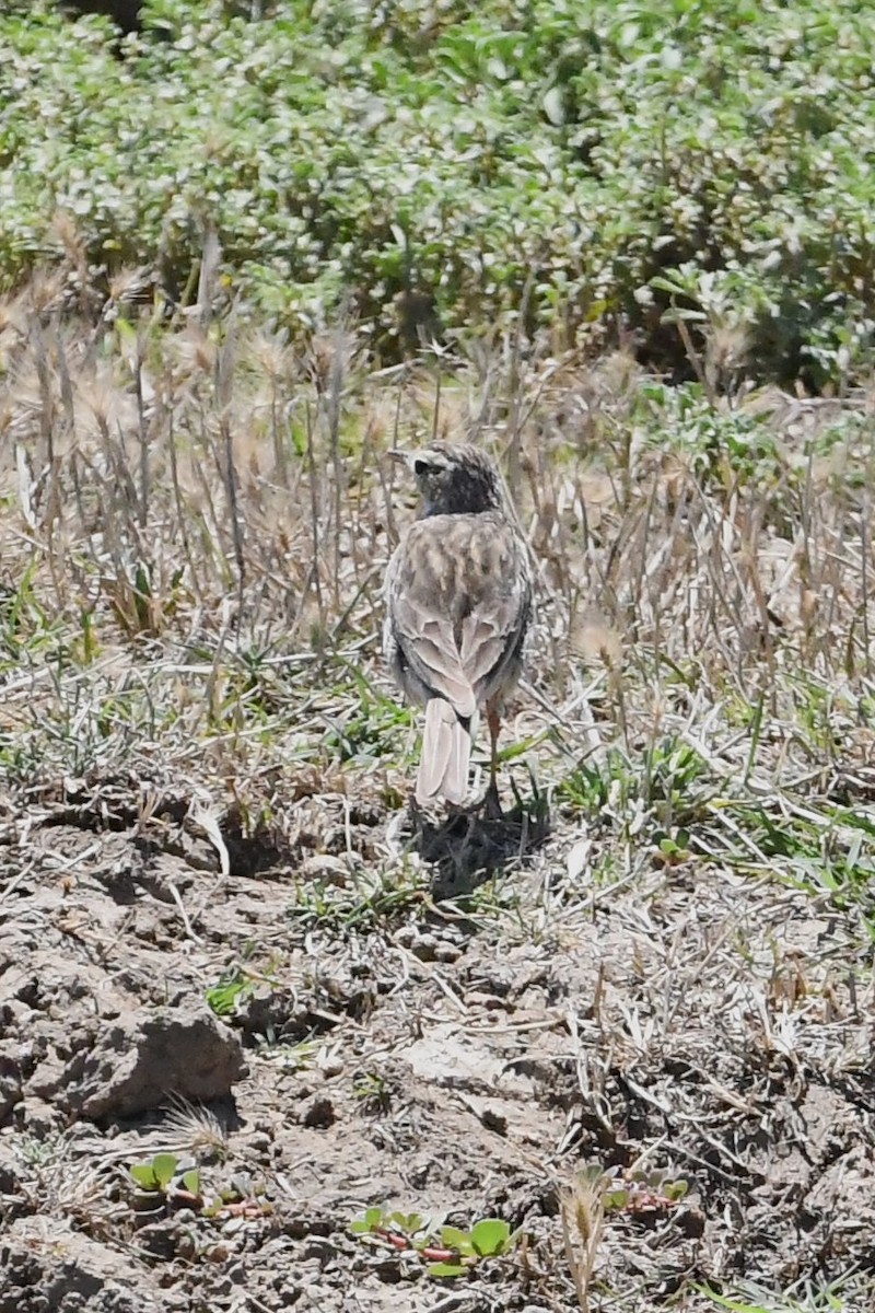 Australian Pipit - ML627721343