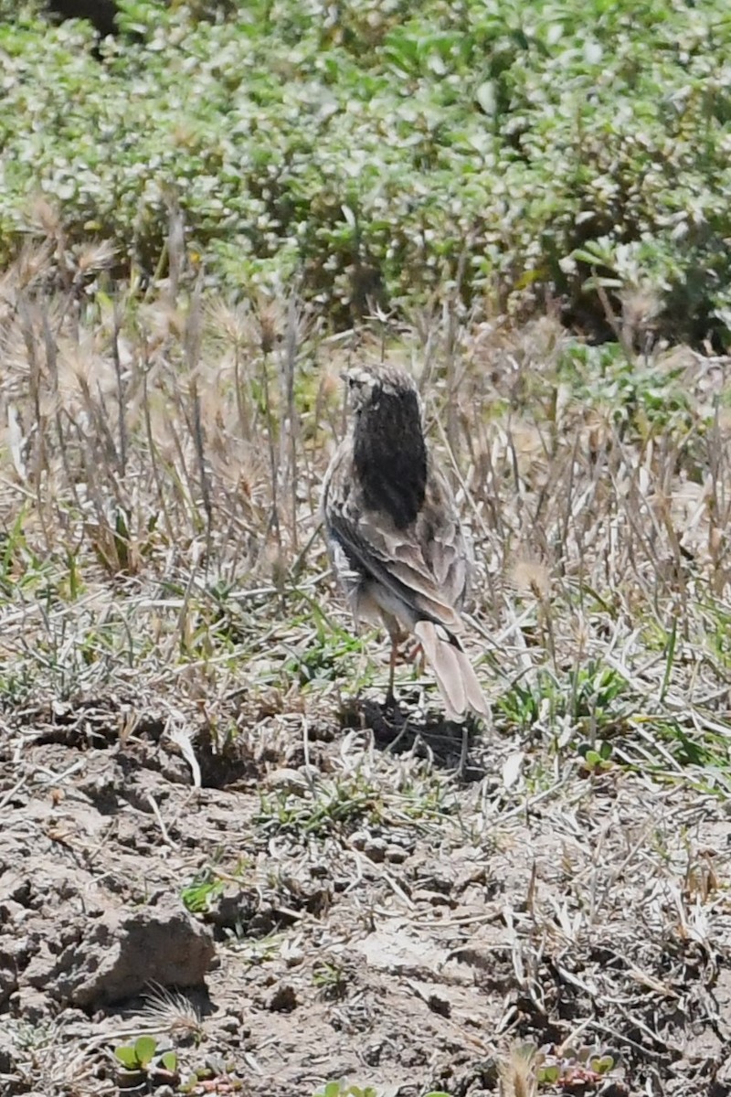 Australian Pipit - ML627721344