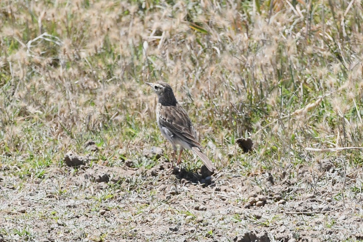 Australian Pipit - ML627721346