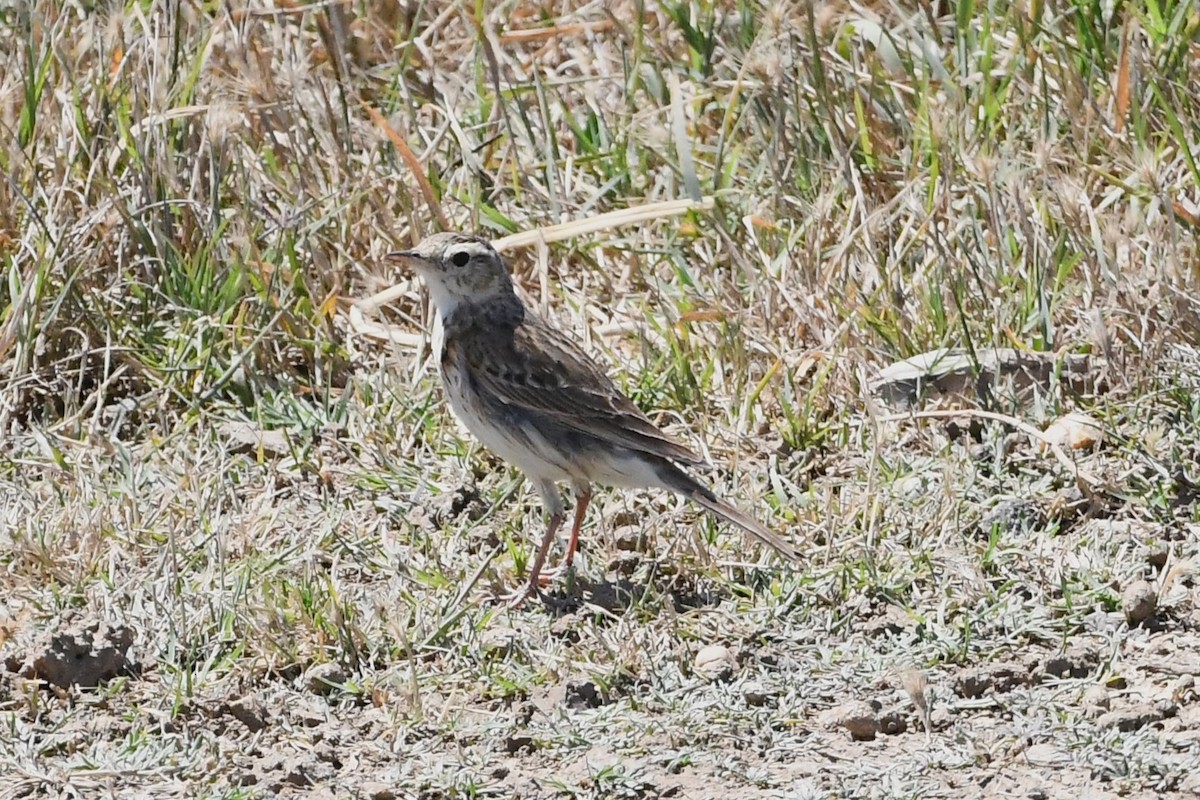 Australian Pipit - ML627721347