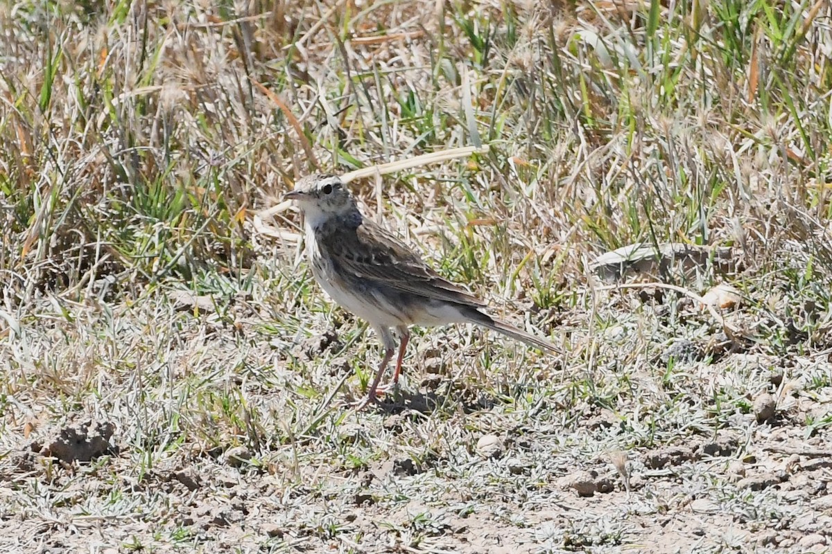 Australian Pipit - ML627721351