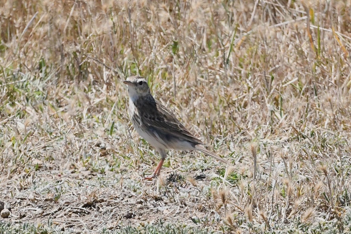 Australian Pipit - ML627721357