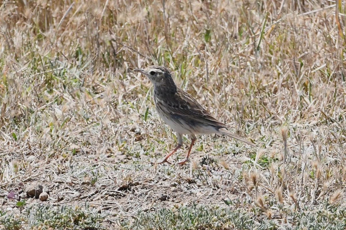 Australian Pipit - ML627721366