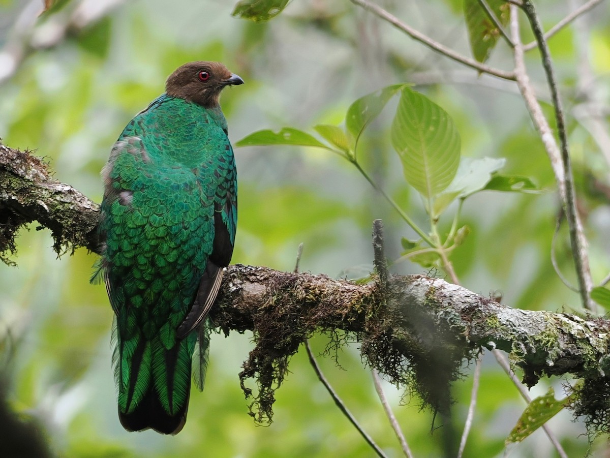 Golden-headed Quetzal - ML627721379