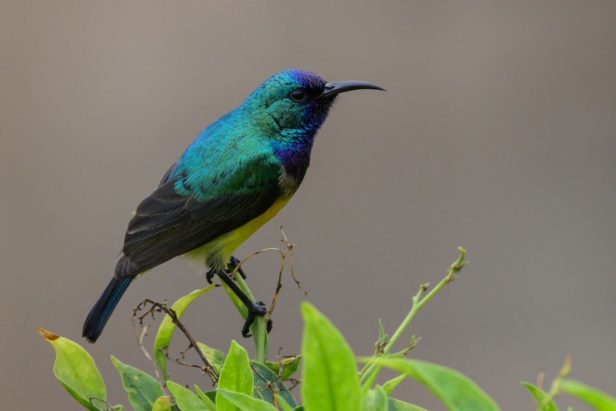 Variable Sunbird - ML627721620