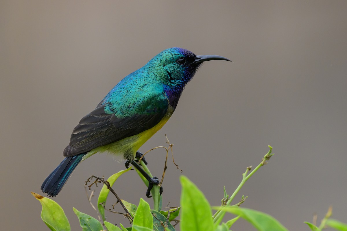 Variable Sunbird - ML627721621