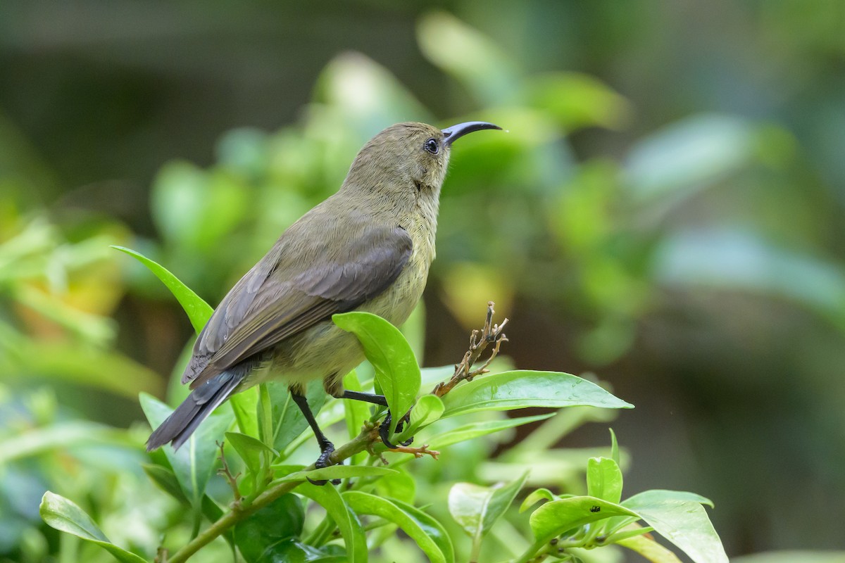 Variable Sunbird - ML627721649