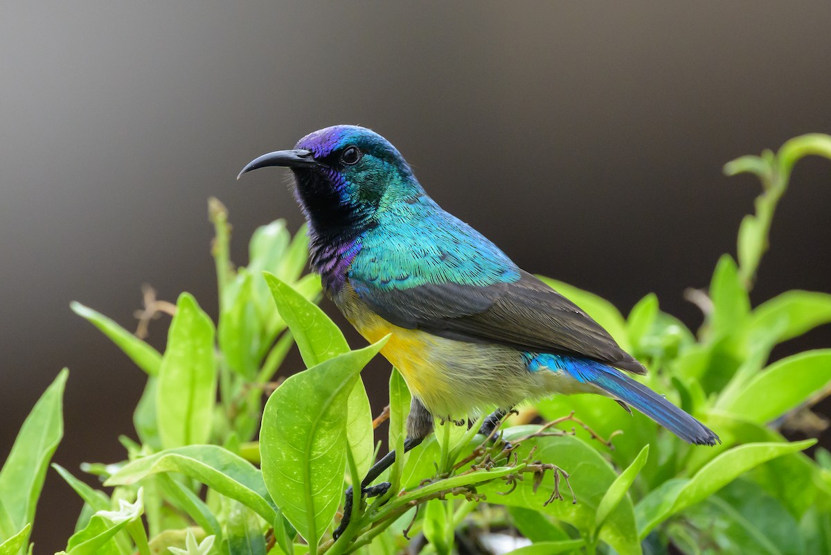 Variable Sunbird - ML627721694