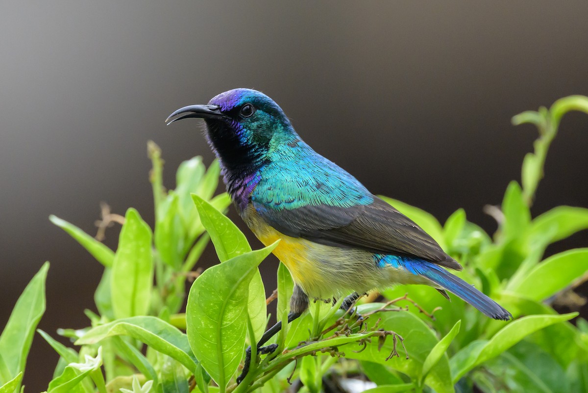 Variable Sunbird - ML627721695