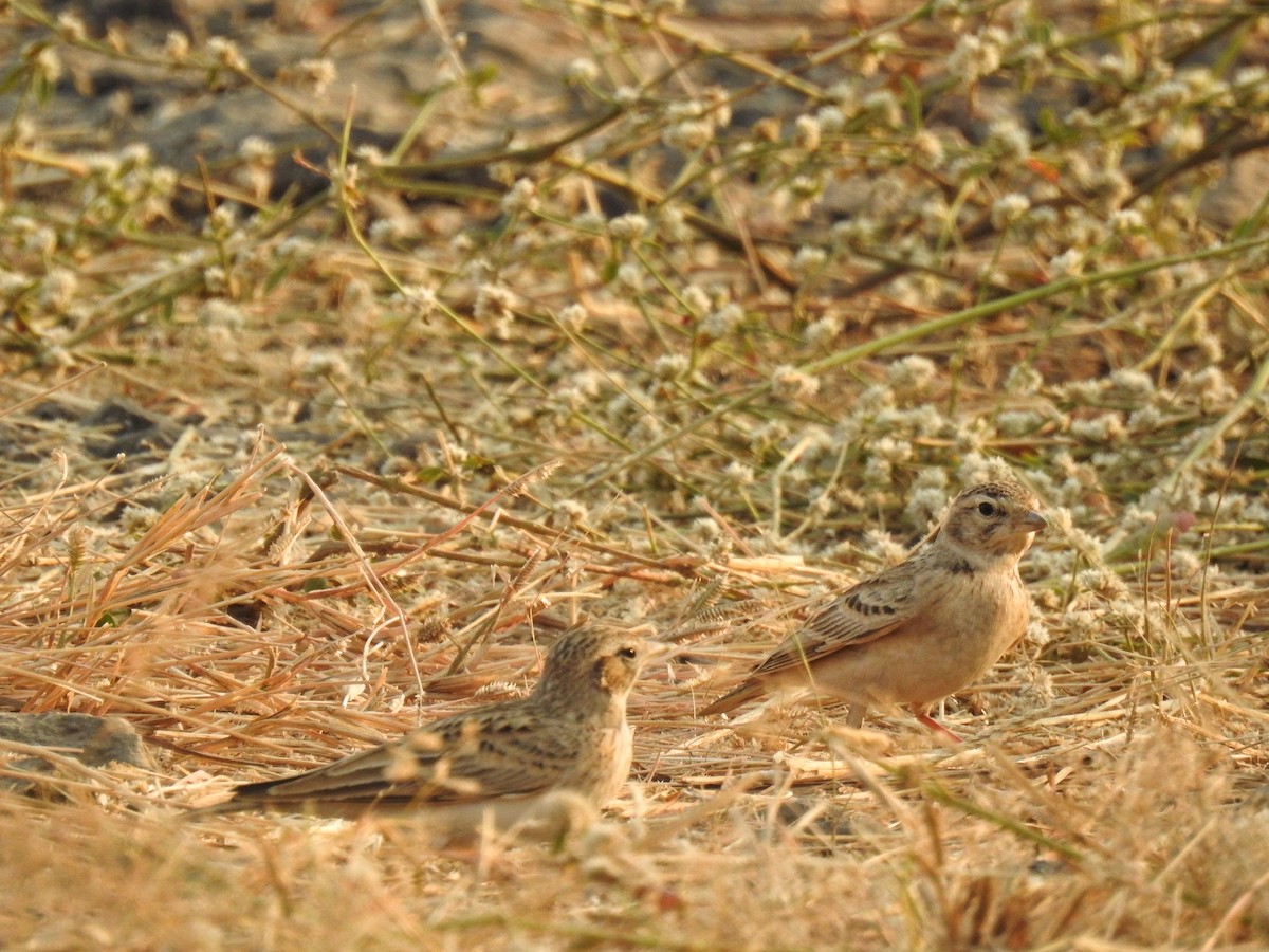 Mongolian Short-toed Lark - ML627721988