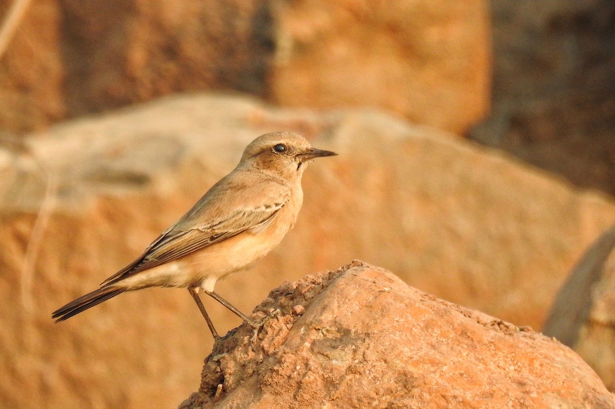 Desert Wheatear - ML627721992