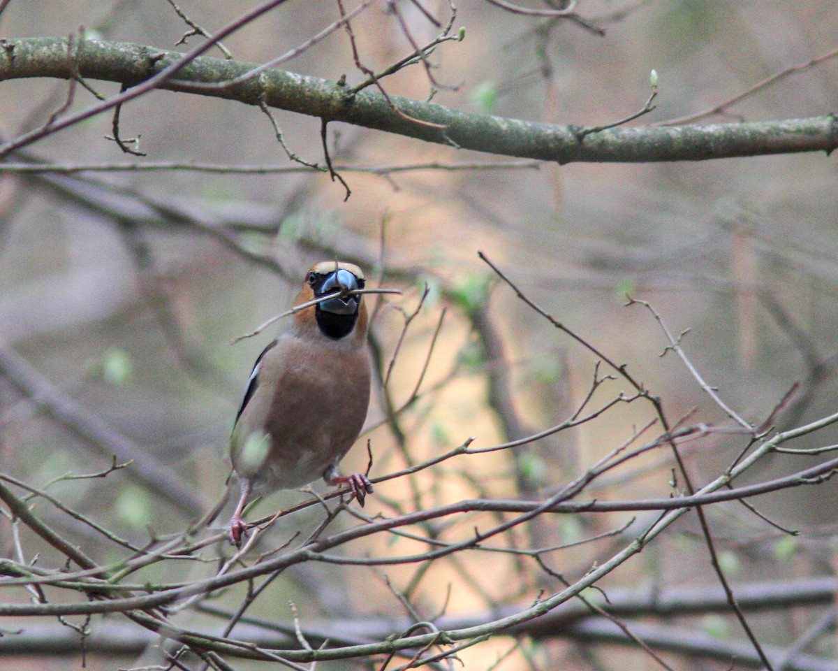 Hawfinch - ML627722032