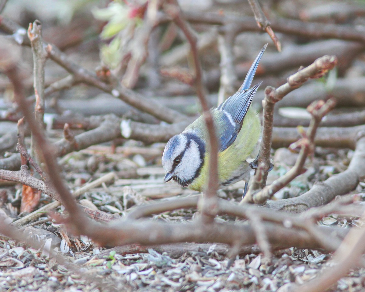 Eurasian Blue Tit - ML627722070