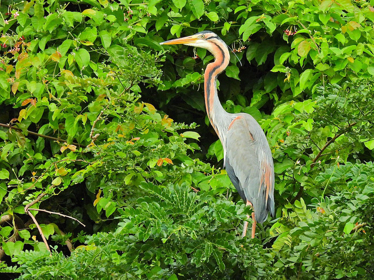 Purple Heron - ML627722079