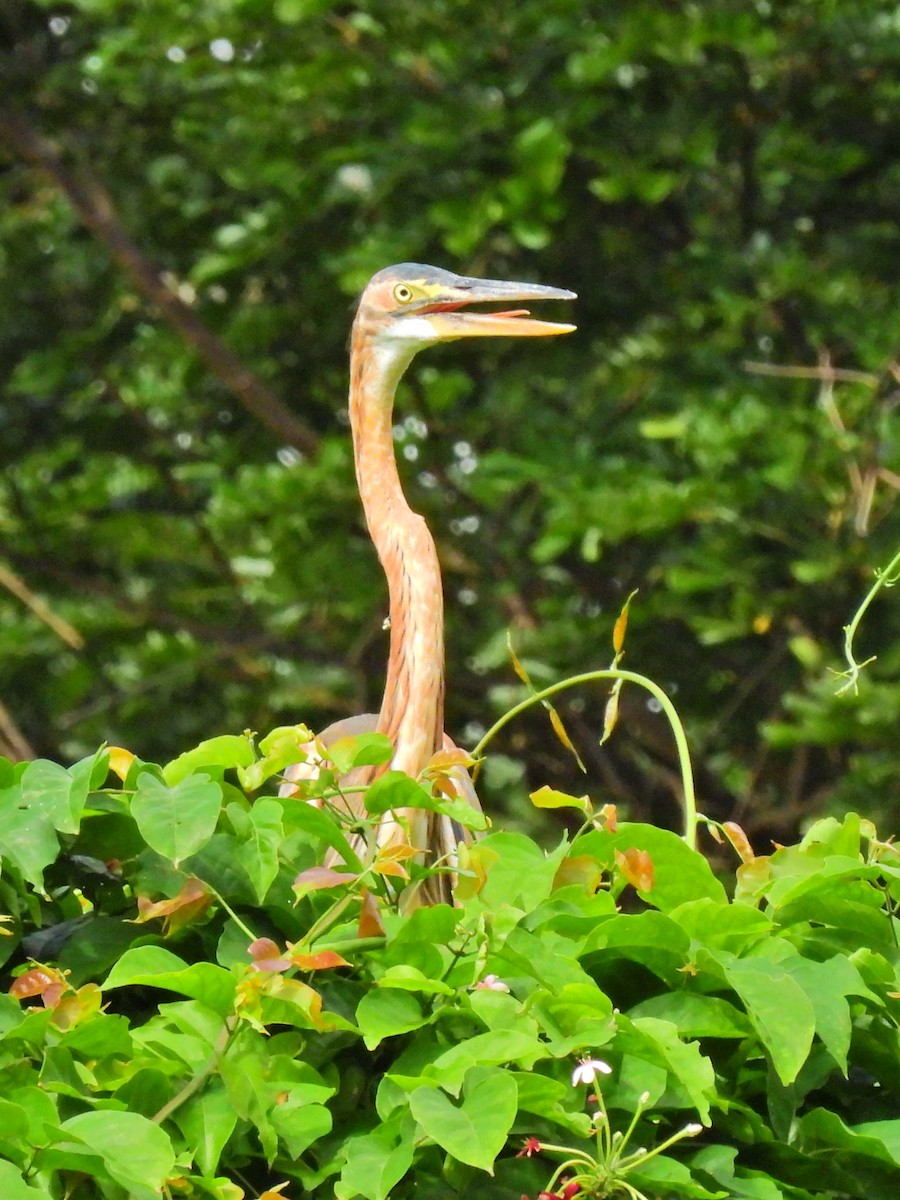 Purple Heron - ML627722081