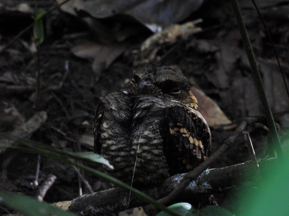 Philippine Nightjar - ML627722086