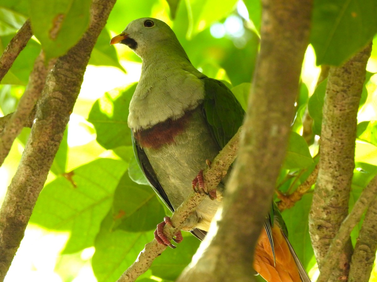 Black-chinned Fruit-Dove - ML627722097