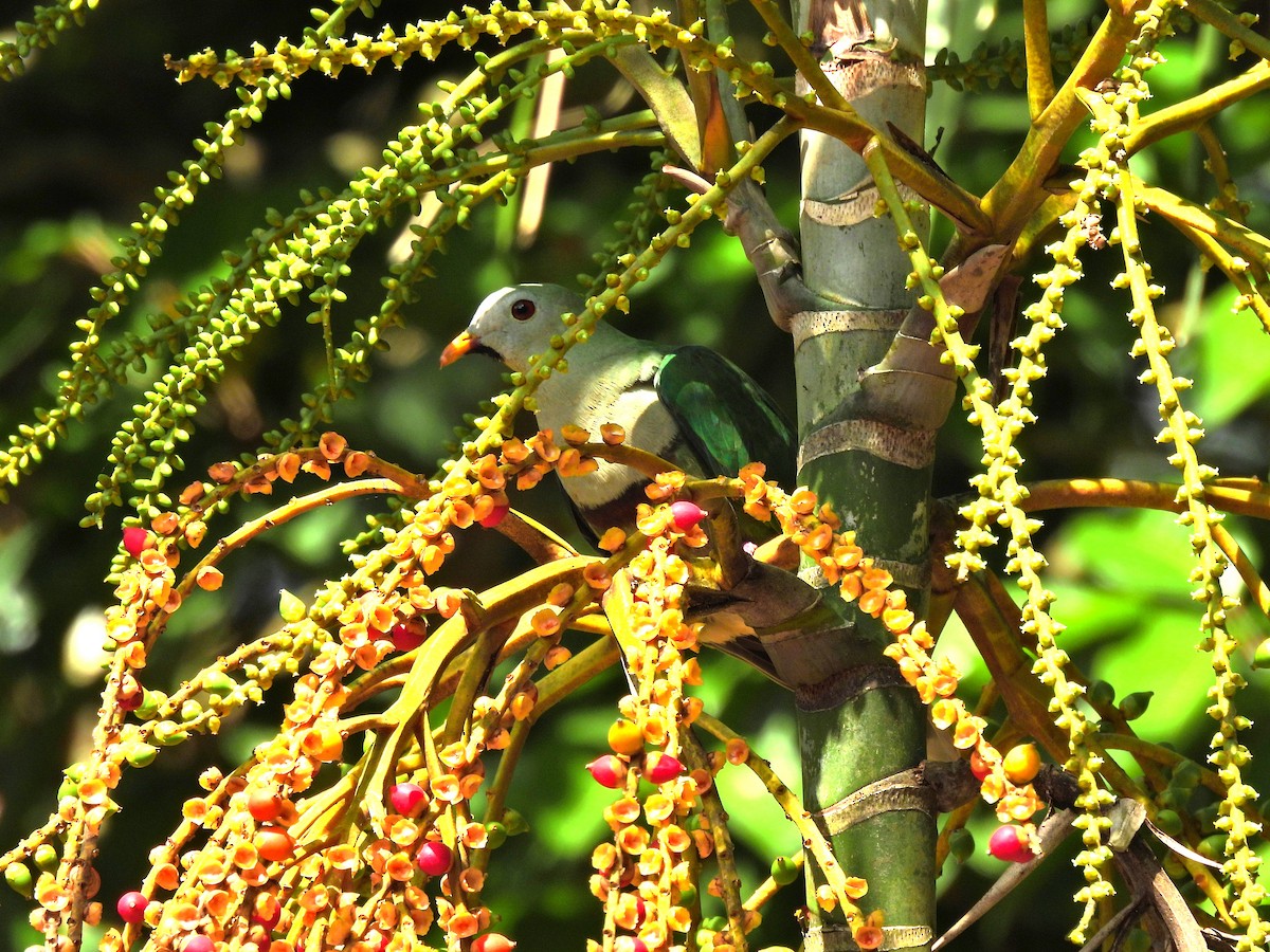 Black-chinned Fruit-Dove - ML627722122