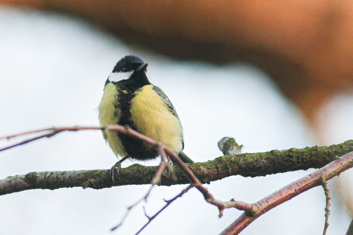 Great Tit - ML627722138