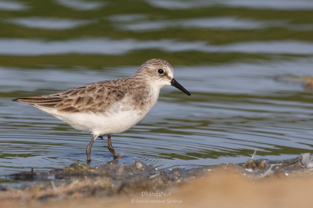Little Stint - ML627722274
