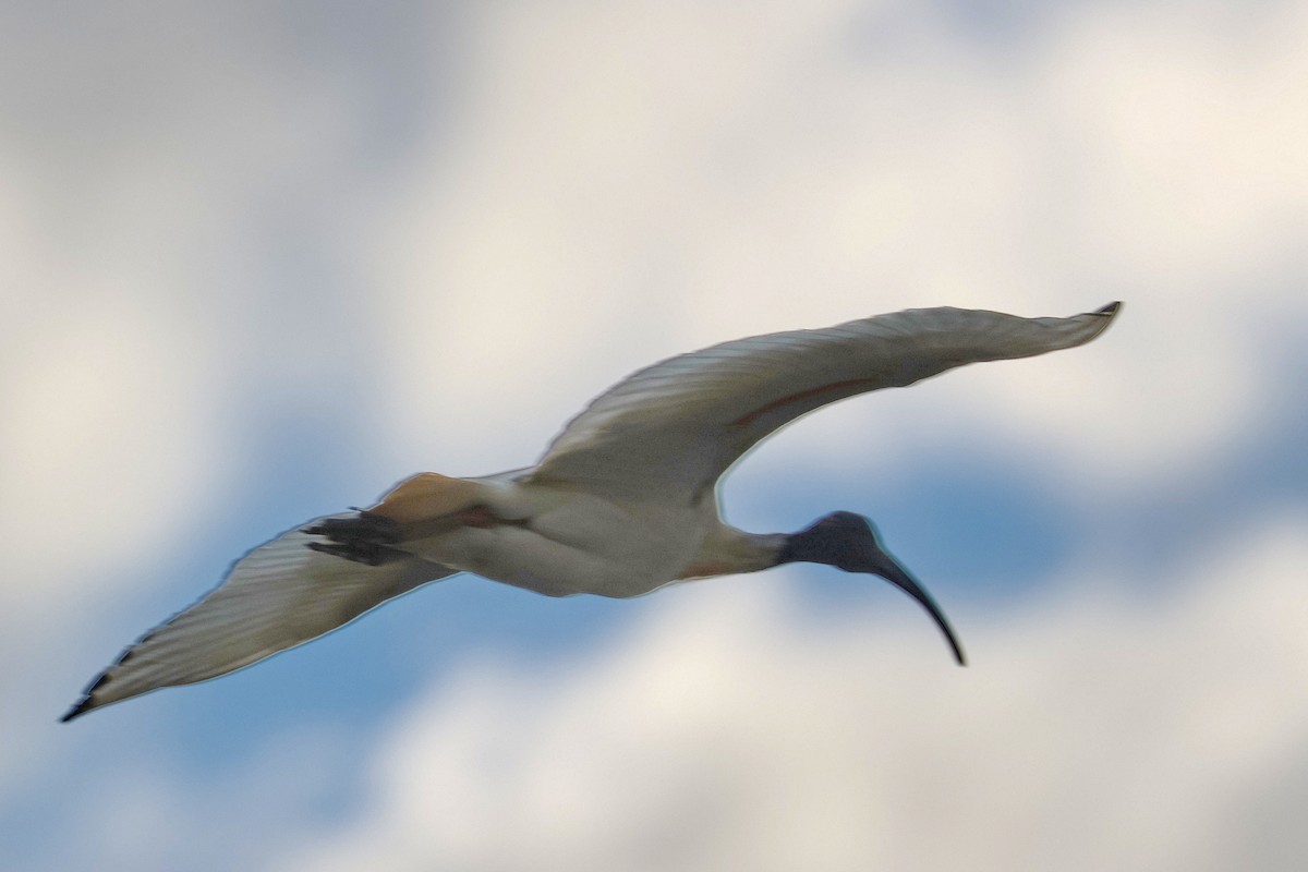 Australian Ibis - ML627722357