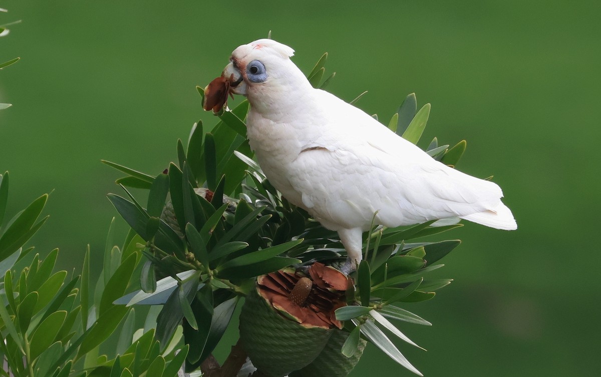 Little Corella - ML627722359