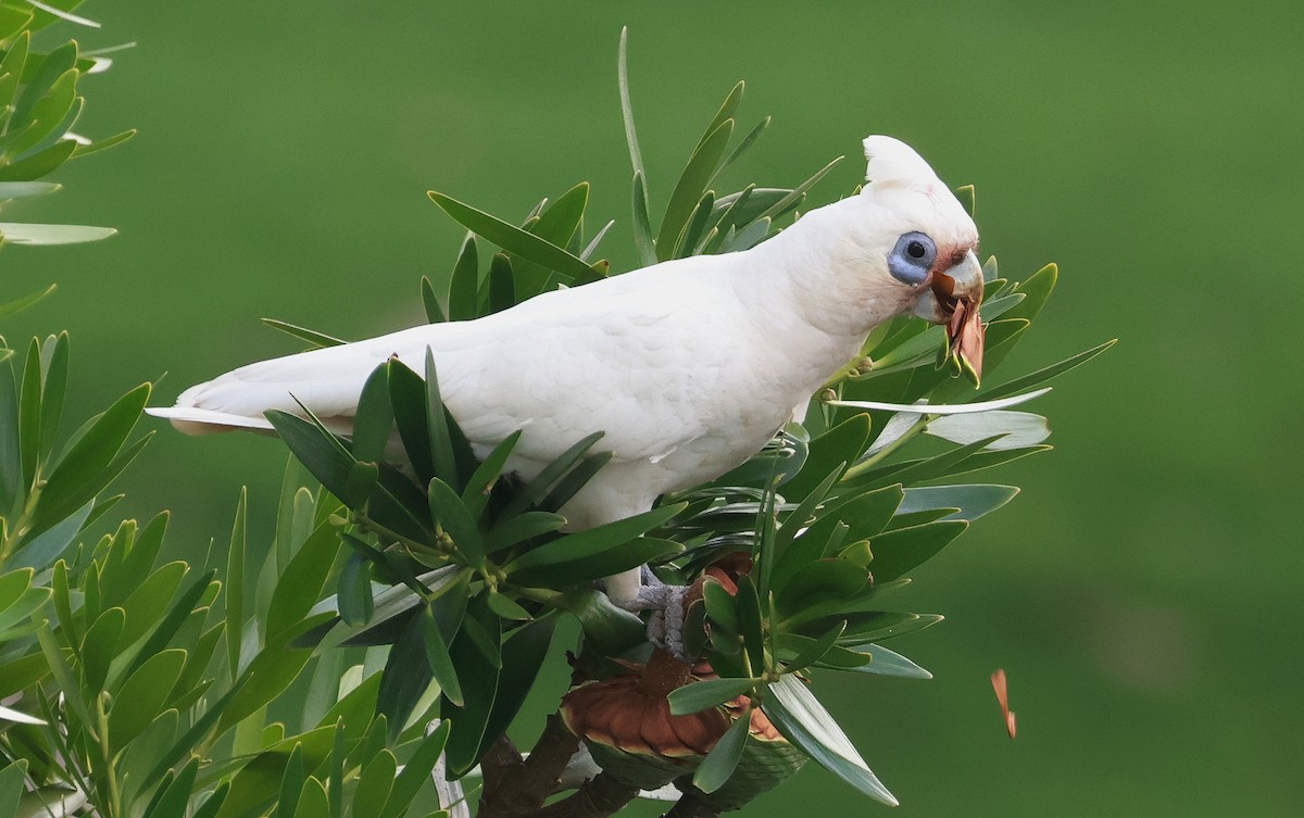 Little Corella - ML627722360