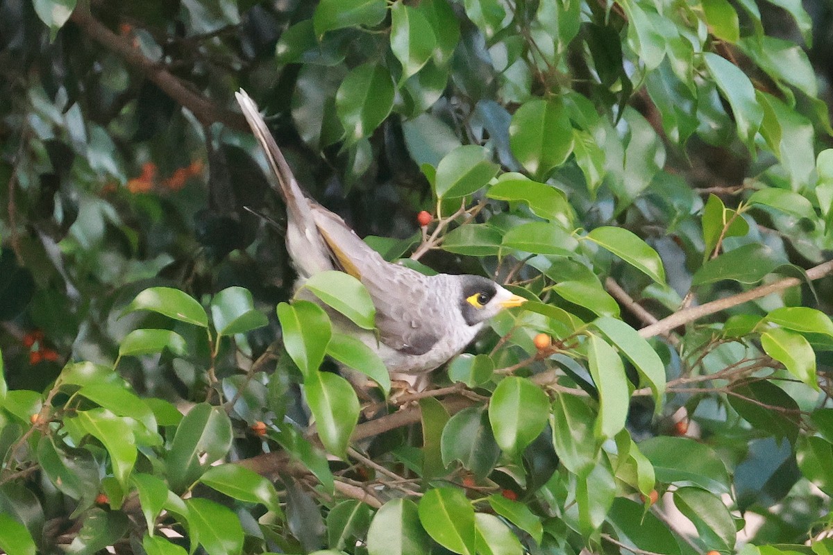 Noisy Miner - ML627722362