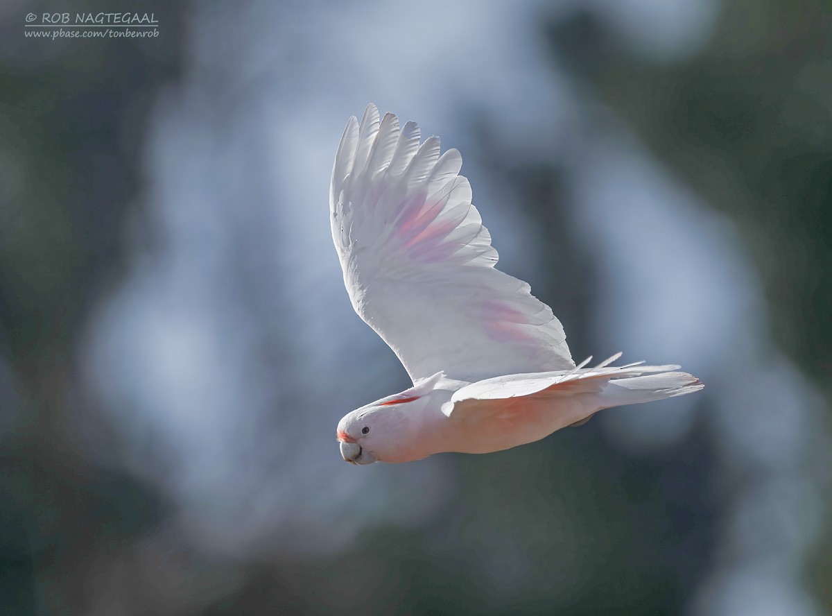 Pink Cockatoo - ML627722388