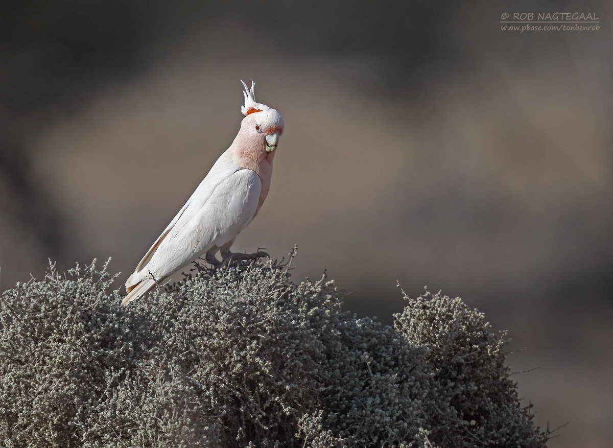 Pink Cockatoo - ML627722389