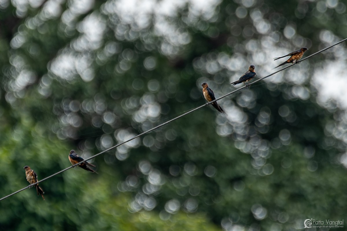 Eastern Red-rumped Swallow (Striated) - ML627722471