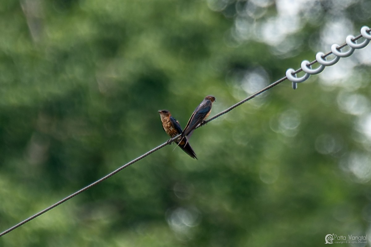 Eastern Red-rumped Swallow (Striated) - ML627722474