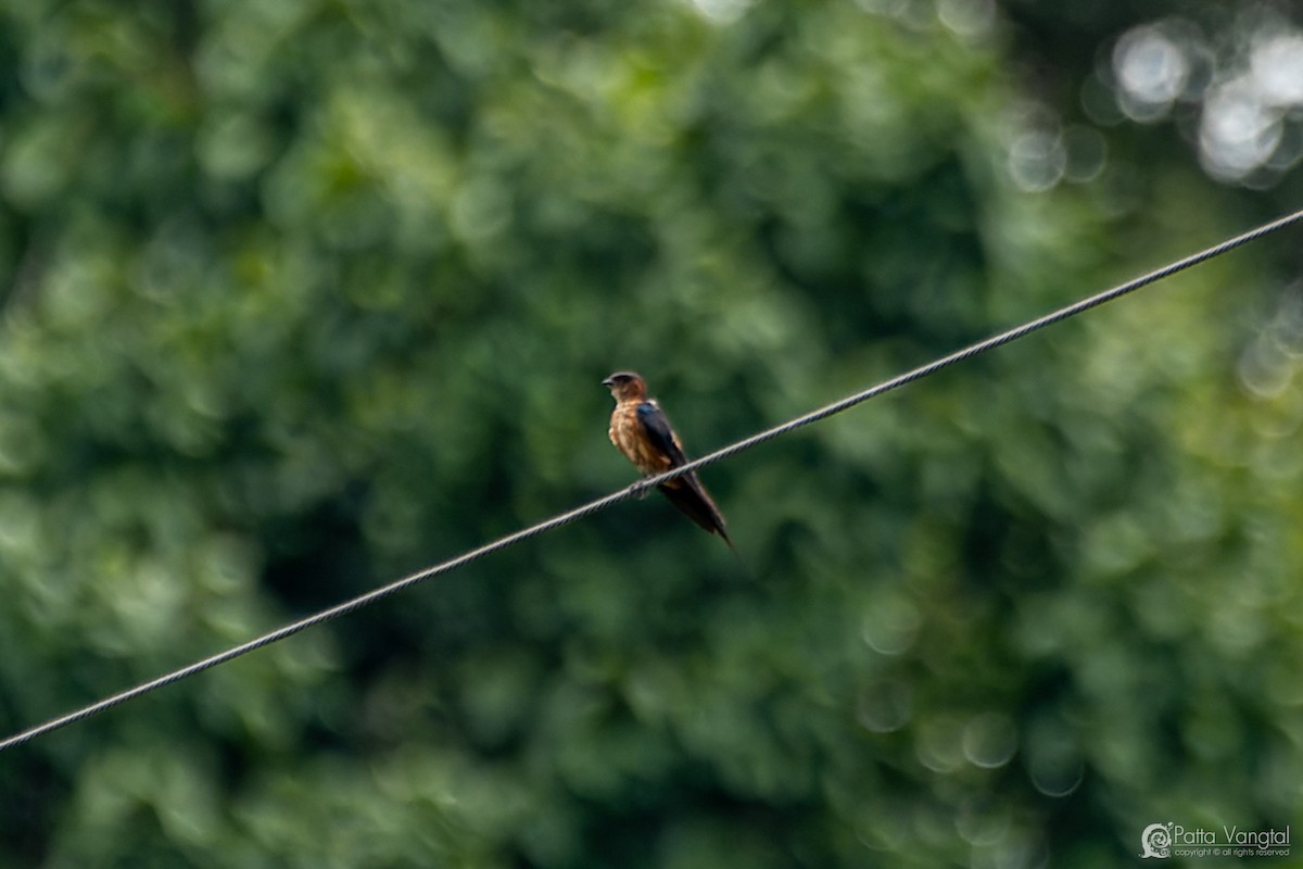 Eastern Red-rumped Swallow (Striated) - ML627722475