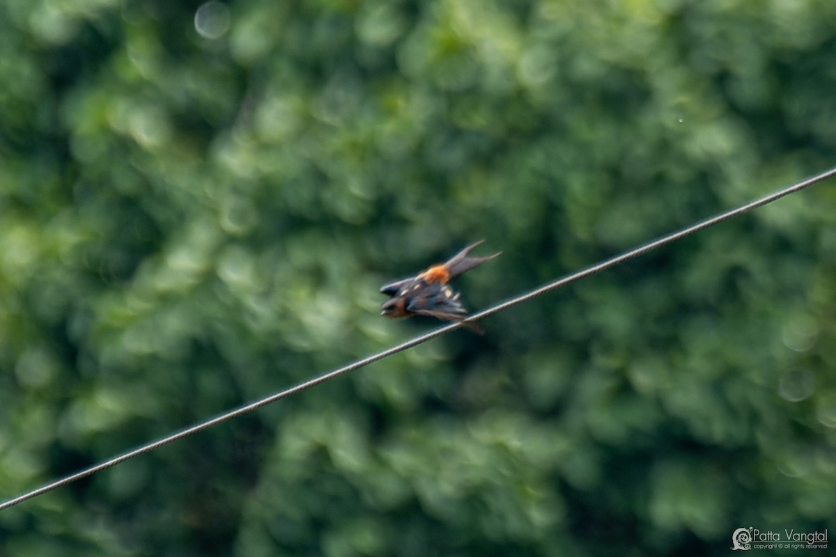 Eastern Red-rumped Swallow (Striated) - ML627722476