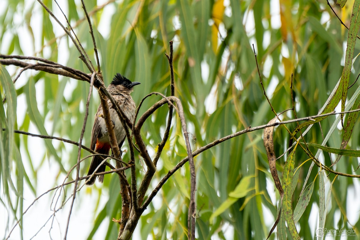 Red-vented Bulbul - ML627722504