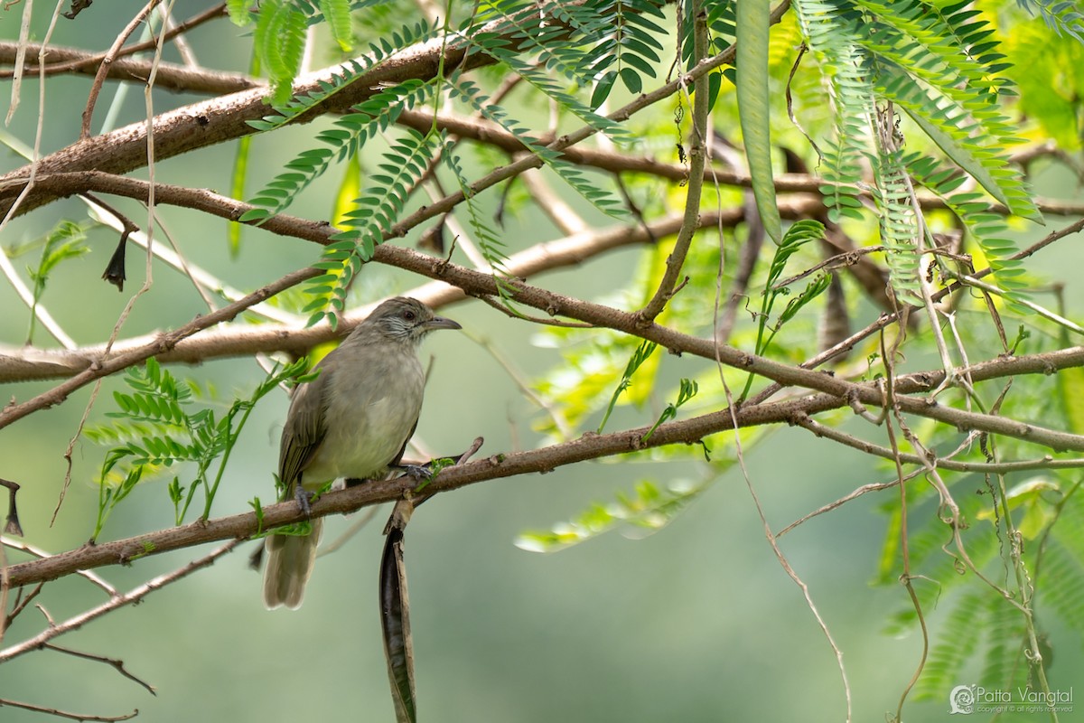 Ayeyarwady Bulbul - ML627722515