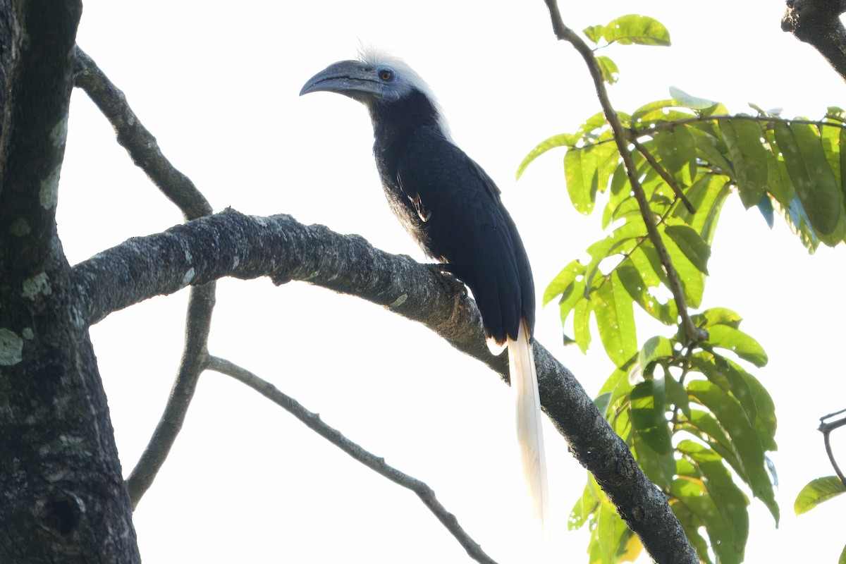 Cálao Cabeciblanco - ML627722572