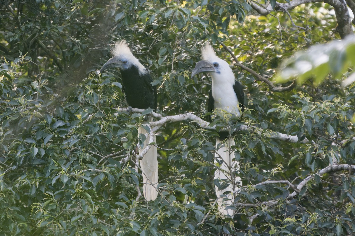 Cálao Cabeciblanco - ML627722575