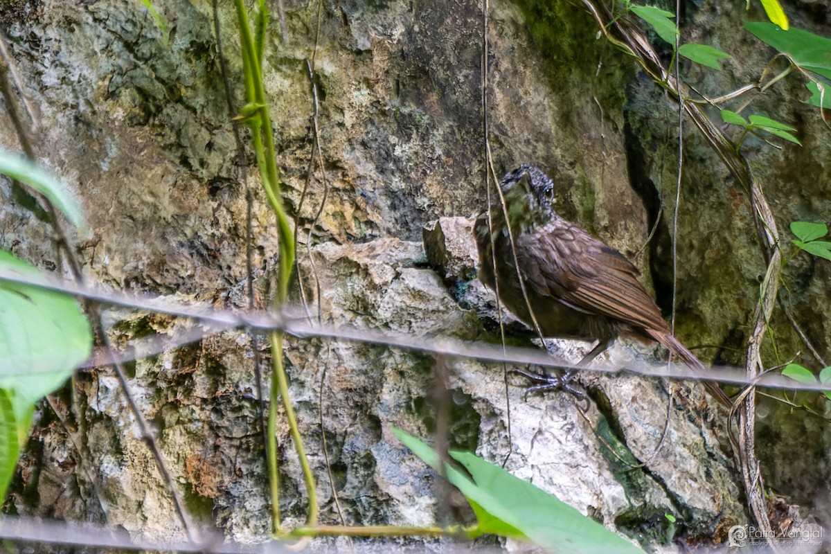 Variable Limestone Babbler - ML627722620
