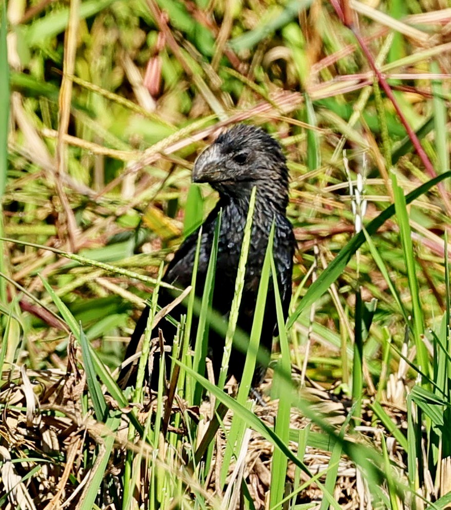 Smooth-billed Ani - ML627722635