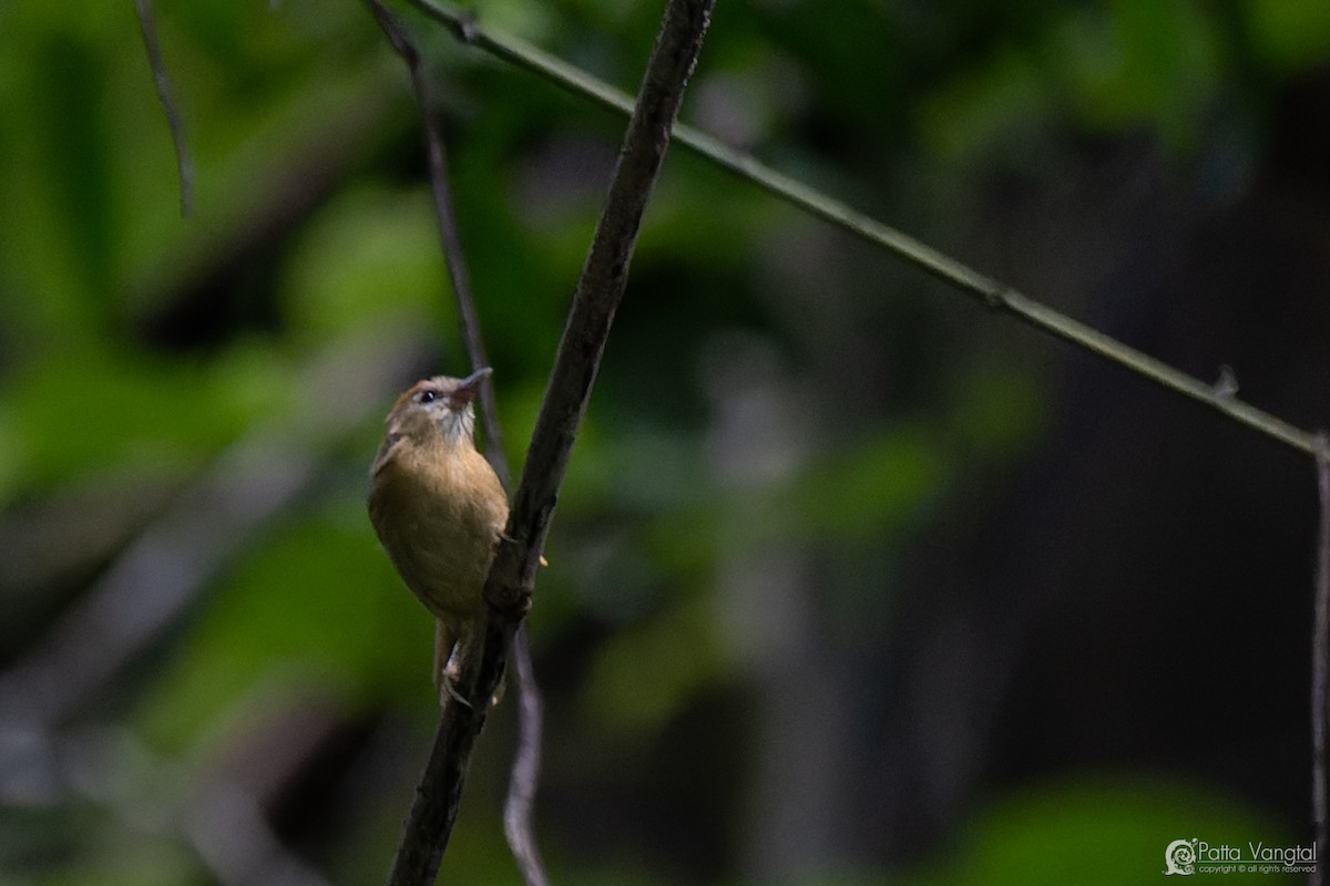 Rufous-fronted Babbler (Rufous-fronted) - ML627722643