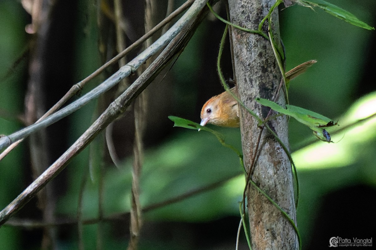 Rufous-fronted Babbler (Rufous-fronted) - ML627722648