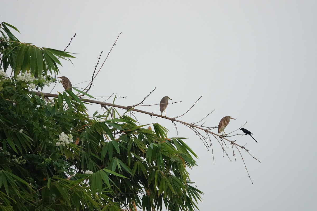 Indian Pond-Heron - ML627722709
