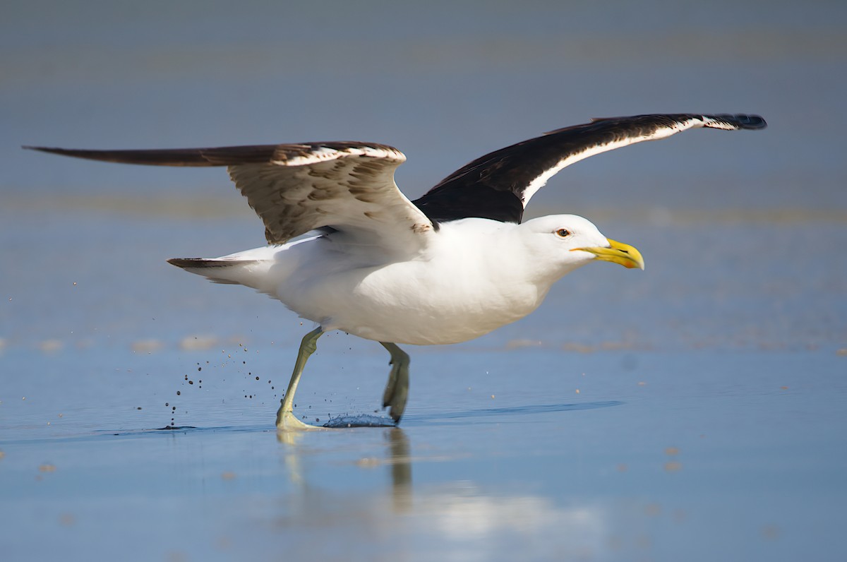 Kelp Gull - ML627722717